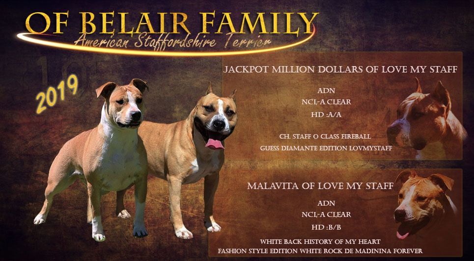 of Belair Family - American Staffordshire Terrier - Portée née le 28/08/2019