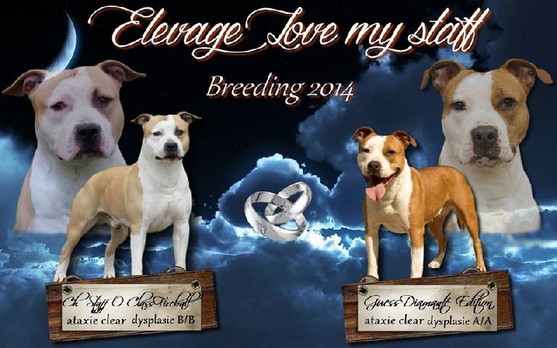 of Belair Family - American Staffordshire Terrier - Portée née le 31/08/2014
