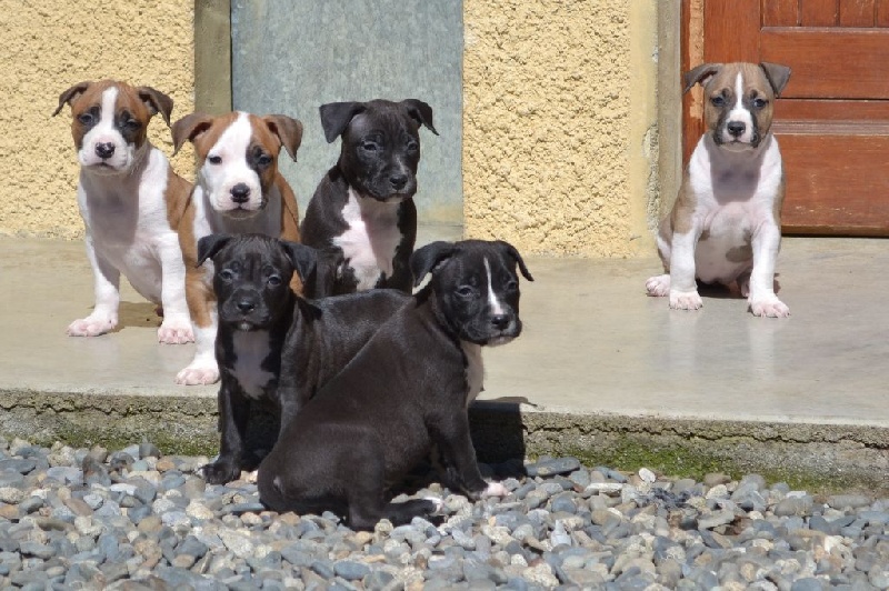 of Belair Family - American Staffordshire Terrier - Portée née le 13/02/2015