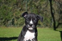 of Belair Family - American Staffordshire Terrier - Portée née le 18/10/2017