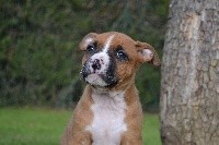 of Belair Family - American Staffordshire Terrier - Portée née le 19/10/2017