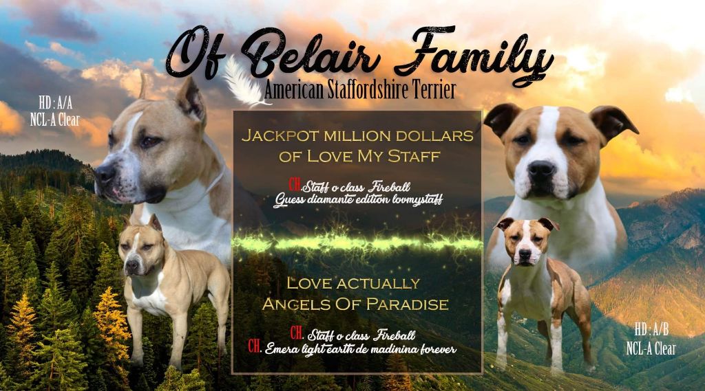 of Belair Family - American Staffordshire Terrier - Portée née le 02/12/2020