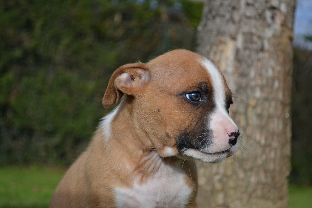 of Belair Family - American Staffordshire Terrier - Portée née le 19/10/2017