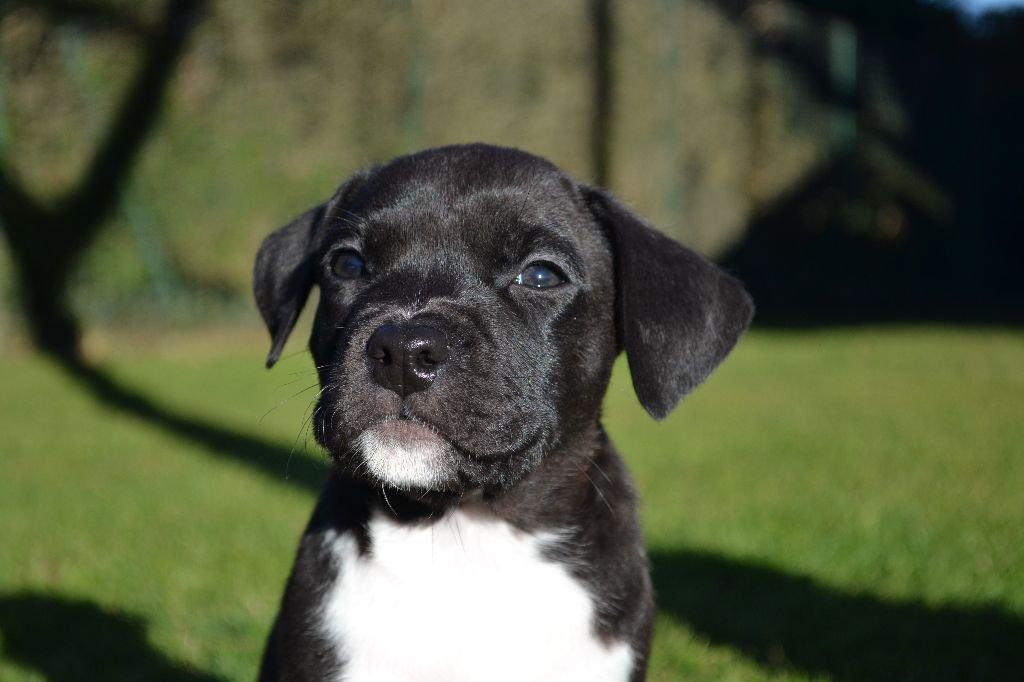 of Belair Family - American Staffordshire Terrier - Portée née le 18/10/2017